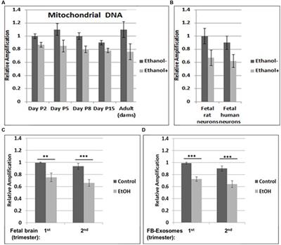 In utero ethanol exposure induces mitochondrial DNA damage and inhibits mtDNA repair in developing brain